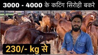 ₹3000to₹4000/(@cutting goat ke wholesale dealer |national bakra king goat farm Ajmer)