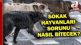 Sokak Hayvanları Sorunu Nasıl Bitecek? | A Haber