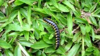 Little worm (Natural)