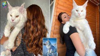 Maine Coon Cat: An Impressive Pet Diary !