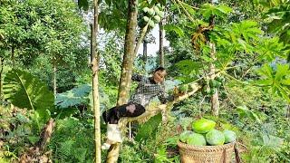 Pick papaya to sell, buy food for ducks.Sương thảo nguyên