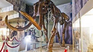 МАМОНТЫ в Азовском музее-заповеднике. MAMMOTH in the Azov Museum-Reserve, 2018.