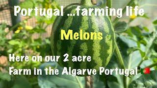 Portugal farming life …melons … here on our 2 acre farm here in the Algarve 