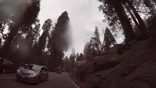 Sequoia National Park 4K | Generals Highway Part 2 (Giant Forest)