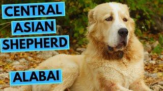 Central Asian Shepherd Dog - Alabai - Facts and Information