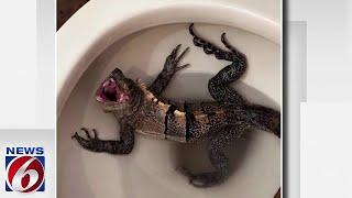 Florida man finds hissing iguana in his toilet