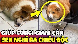 Pha xử lý 'CỒNG KỀNH' của anh sen khi thực hiện giảm cân cho 'CORGI BÉO Ú' nhà mình  | Gâu Đần