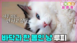 [#새롭동물농장] 내가 바닥? 바닥이 나? 아무튼 바닥이 되…🫠 우주 최강 게으름쟁이 루피의 위대한 결심 / EP.1198 #TV동물농장 #AnimalFarm #SBSstory