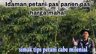 Cara mudah menanam cabe musim kemarau berbuah lebat