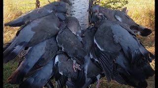 ОТКРЫТИЕ 2021. Охота на вяхиря, рапсовое поле. Wood pigeon hunt.