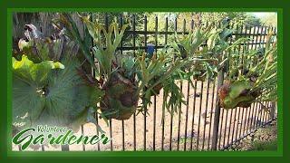 Staghorn Fern Collection | Volunteer Gardener