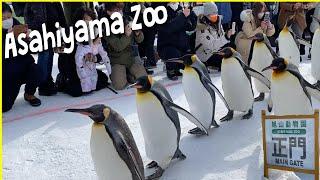 Penguin Walk at Asahiyama Zoo Asahikawa Japan 2023