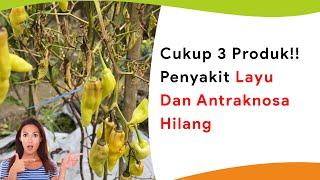 Cukup 3 Bahan! Atasi Busuk Akar, Busuk Batang, Bercak Daun, Antraknosa dan Layu Fusarium