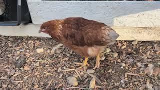 5 months old ISA Brown and Rhode Island Red Hens at their new home