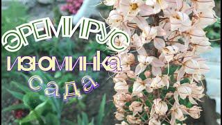 Эремурус- изюминка сада. Не повторяйте моих ошибок.