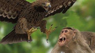 eagle vs monkey - eagles caught the idle monkey family  !!!