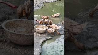 At meal time the ducks came to eat #duck #ducks #ducklings