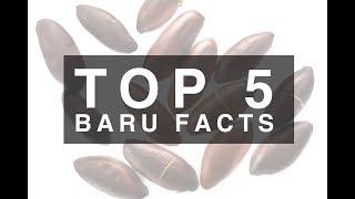 Top 5 Baru Facts!