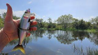 Wake Bait Bass Fishing (River2Sea Tactical Wake 210)