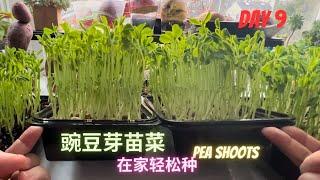 【Microgreens 】5分钟学会育豌豆芽苗菜，4个要点, 帮助新手避坑. pea shoots