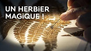 L'herbier, un outil de recherche précieux - La science expliquée aux 8-12 ans