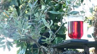 Tui in  a tree