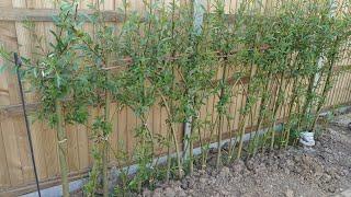 Willow Salix Coppicing and Growing a Fedge: How I Grew A Hedge From The Cuttings: pollarding