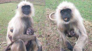 Langoor ka most Monkey video part 47 forty seven