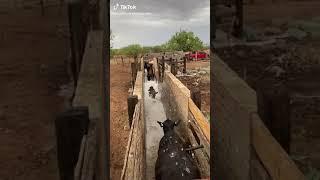 Vacas Bañándose.. Al agua Vaca