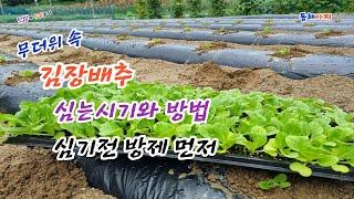 무더위 속 김장배추 심는 시기와 방법과 심기 전 방제하기,When and how to plant kimchi cabbage in the heat, and control it