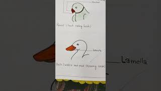 study of adaptive radiation as exhibited by beak of birds #zoologypractical #beak #bsc3year #like