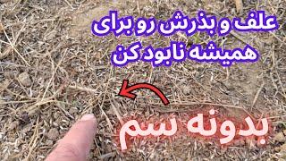 چطوری علفها رو ازبین ببریم که هرگز در باغ علف سبز نشه بدونه علفکش این روش رو هرگز جایی ندیده اید