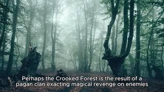 The Crooked Forest Myths, Legends, and Unanswered Questions