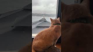 Poor Cat  #istanbul #cat #cats #catlover #rain #bosphorus