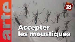 Intéressant : Comment rendre les moustiques plus acceptables ? | 28 minutes | ARTE