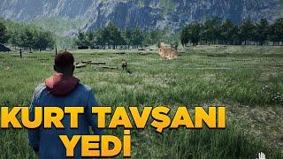 ÇİFTLİĞE 2 TANE KURT GETİRDİM HAYVANLARIMI YEDİ | RANCH SİMULATOR | vadinin sahibi