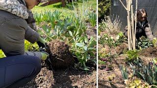 Spring Garden Maintenance! Dividing Hellebores, Trimming Boxwoods, Edging, Removing Ornamental Grass