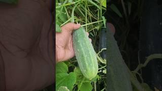 Review on Expedition  F1 treated Cucumber seeds! *MUST WATCH*