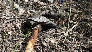 Нашел черепаху на озере парк победы. Казань