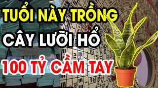 Cây Lưỡi Hổ Sẽ HÚT TIỀN BẠC ẦM ẦM, Giàu Sang Chạm Nóc, Nếu Rơi Vào Tay Con Giáp Này