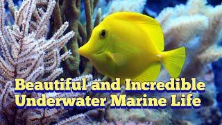 Beautiful and Incredible Underwater Marine Life