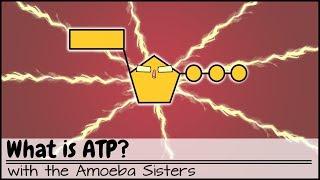 What is ATP?