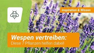 7 Pflanzen, die Wespen vertreiben