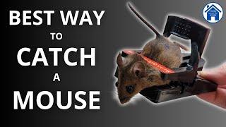How to CATCH a MOUSE the EASY WAY! Get RID of MICE FAST! Pest-Stop sure-set mouse trap pest control.