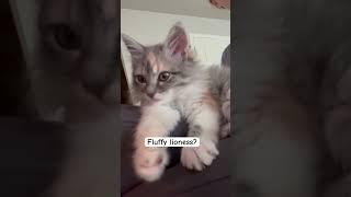 Fluffy & cute rescue kitten 