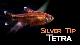 All About Silver-tip Tetra: Beauty and the Beast
