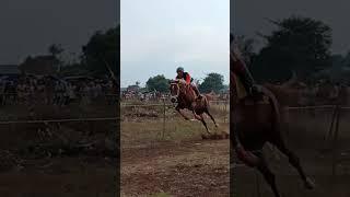 kuda jumping saat lari | pacuan kuda probolinggo