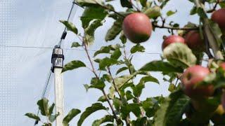 Fruitsystem for apples - FRUITSECURITY HOLLAND