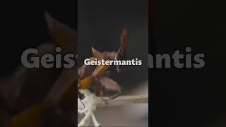 Gruselig oder niedlich? #gottesanbeterin #insekt #mantis #mantiden #geistermantis