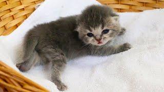 Adorable Kitten Feeding Battle!Watch These Hungry Babies Fight for Milk! Subtitles